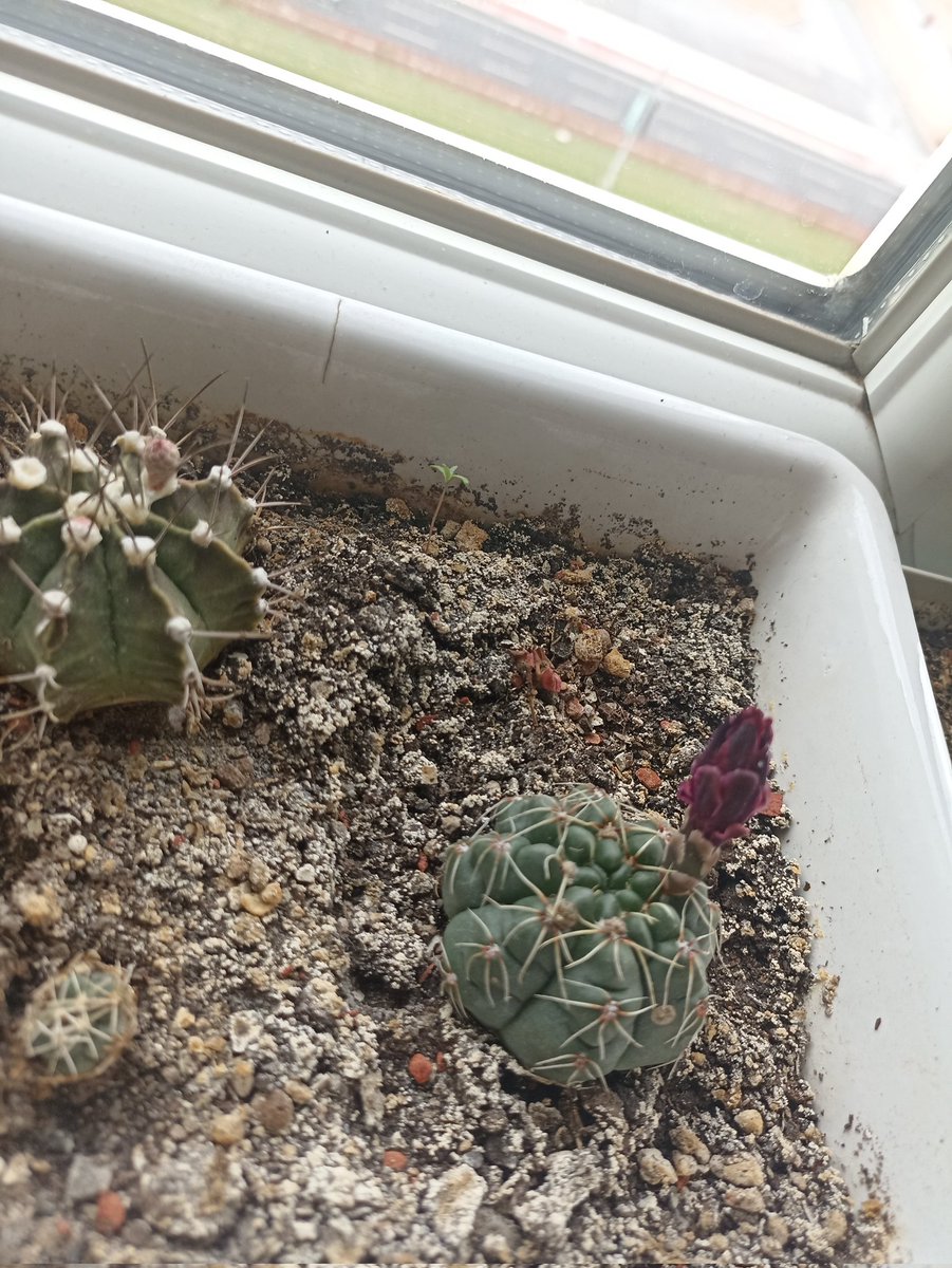 #devletdestegi 
Çiftçinin en zor yılı
Şiddetli kuraklık, zirai don, dolu, fırtına .. hepsi aynı sezon ve aynı ürünlere büyük zarar verdi.
Son olarak güneşsiz kalan kaktüsler im tomurcuk üzerinde açmadan çürüyor