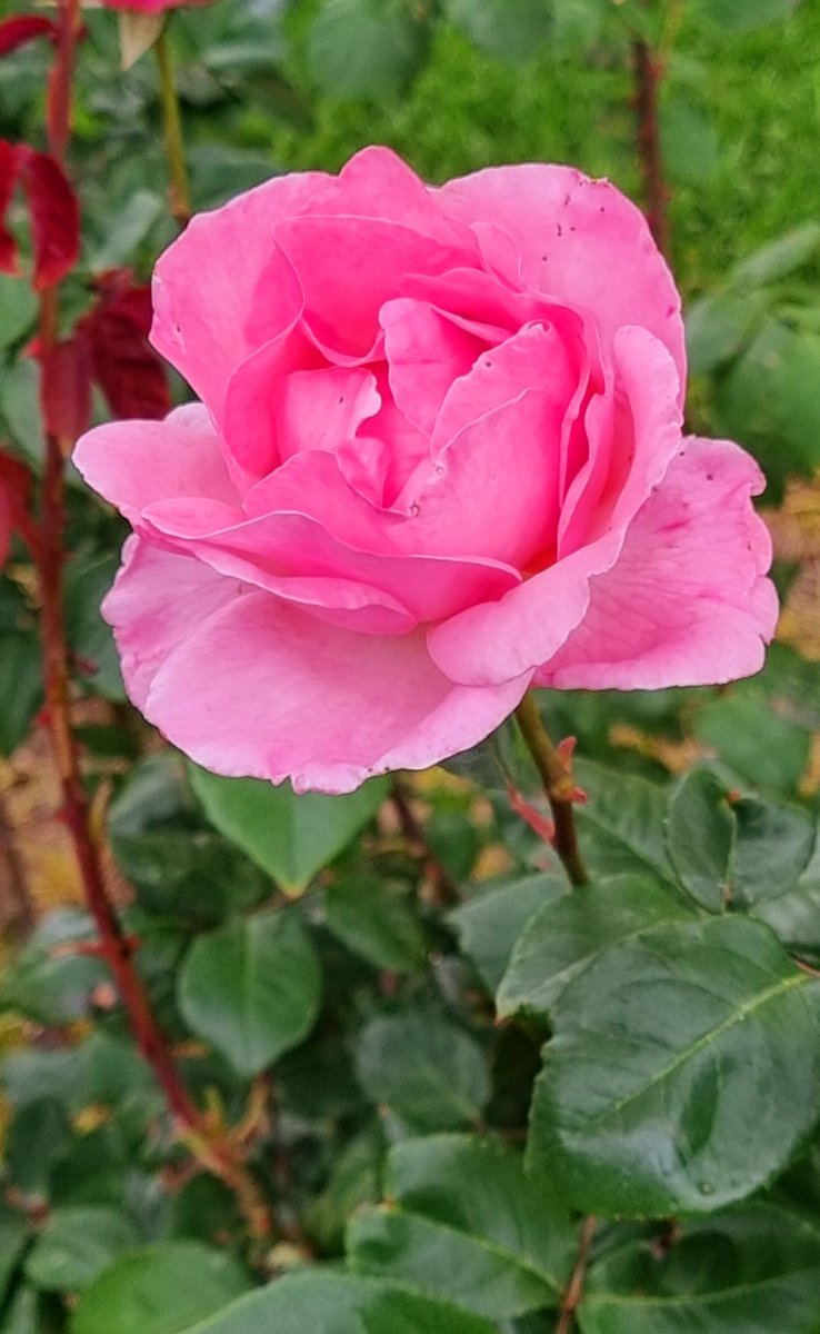 Feliz Día de la Madre 🌹🌹

Siempre.., en la Tierra o desde el Cielo, nos cuidan y tienden su mano amorosa.

Besiños y abracitos ❤️😘😘 

Para tí, mamá ❤️
Una rosa de tu jardín.