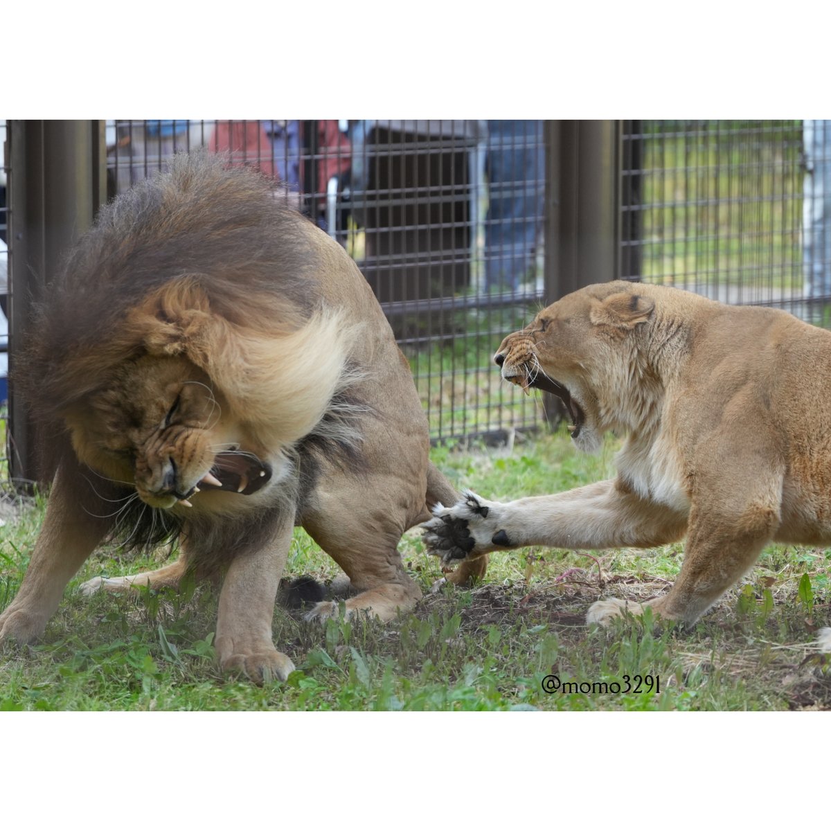 もも♡すけ on X