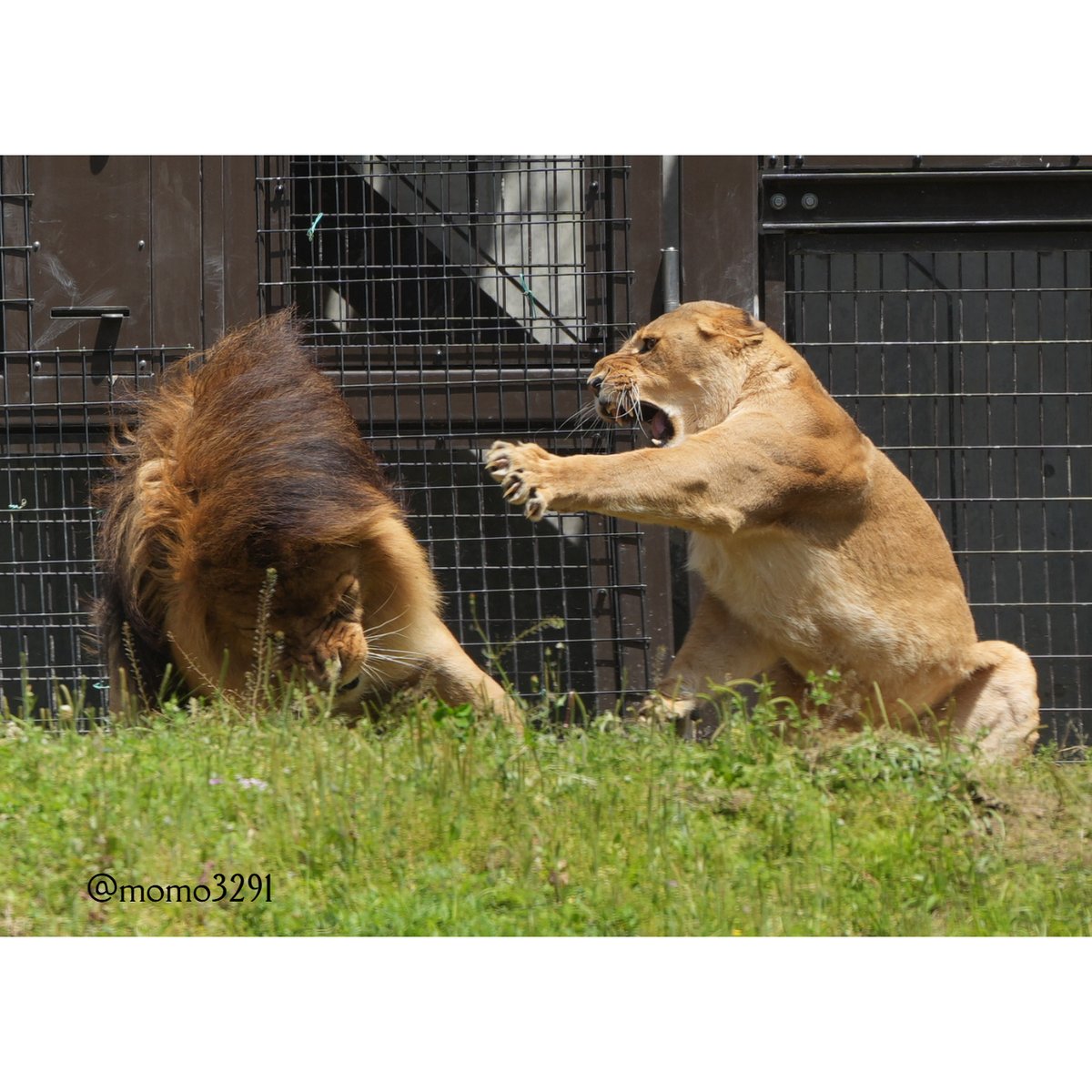 もも♡すけ on X