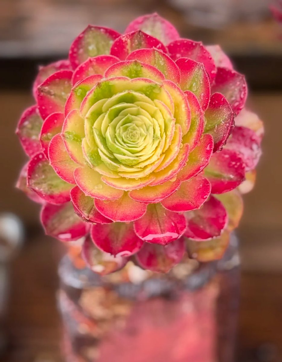 この多肉植物、本当に美しすぎる！赤、黄色、緑のグラデーションがまるで咲いたバラみたい🌹✨ 自然のアートは本当に素晴らしい！🌿💖