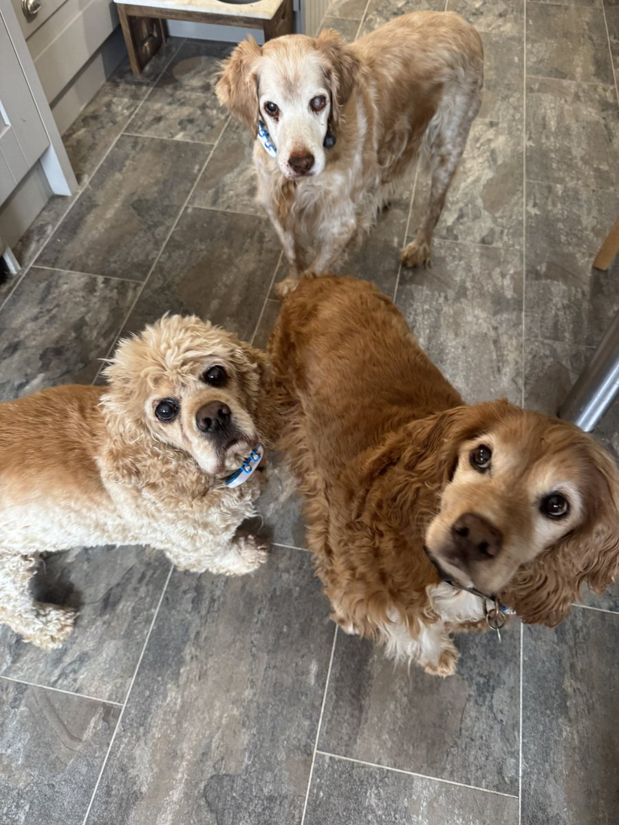 SpanielsSuper's tweet image. Errr 😒 
Sated means full or satisfied?
We didn’t get that much sausage 😐 #ShortMeausures 

Mum? Dot &amp;amp; Snickers think we should have got more sausages…. They wants us stuffed? We agree with her #ThanksDot #ThanksSnickers