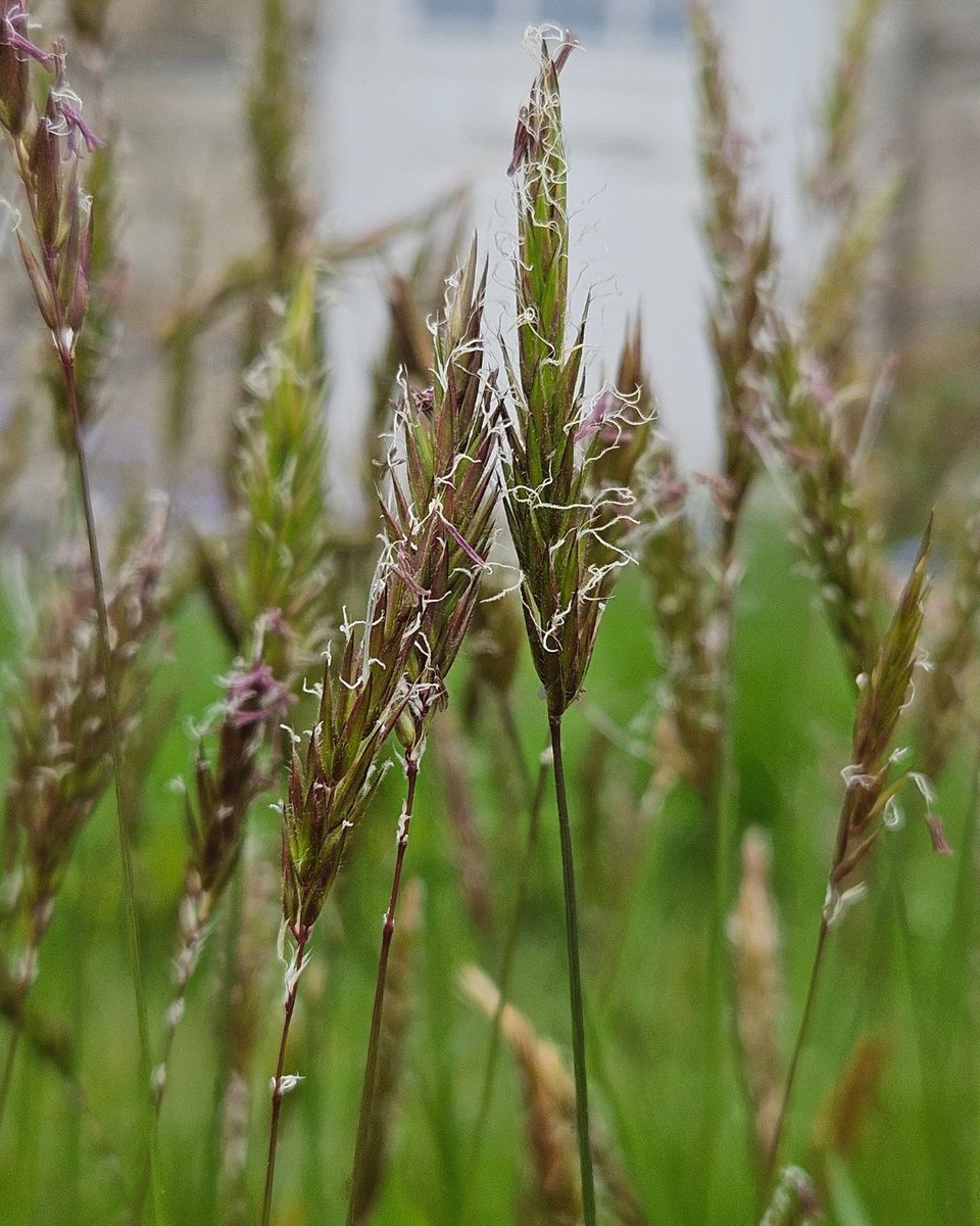 Some #NoMowMay blooms to make you smile😍🌸

Giving #PowerToTheFlowers for the #NoMowMovement boosts biodiversity &amp; helps local wildlife.🐝

1️⃣Cuckooflower
2️⃣Forget-me-not
3️⃣Dandelion
4️⃣Sweet Vernal Grass

What have you spotted?👀
Join for tips &amp; goodies👇
bit.ly/3UWii6B