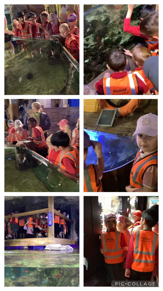 Pinfold Primary (@pinfoldprimary) on Twitter photo Year 1 classes explored aquatic life during their visit to <a href="/BluePlanetUK/">Blue Planet Aquarium</a> this week 🐠🐡🐟 Year 1 classes explored aquatic life during their visit to <a href="/BluePlanetUK/">Blue Planet Aquarium</a> this week 🐠🐡🐟