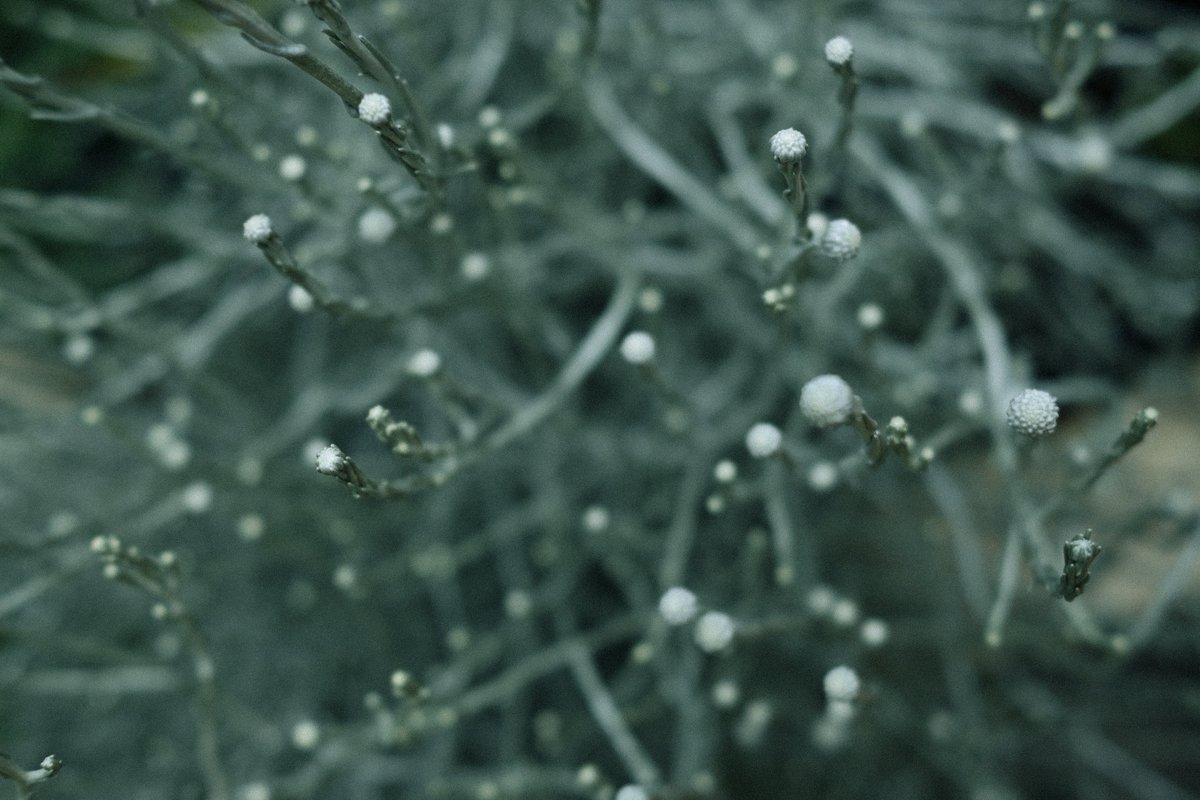 Kanade (@1kano0su4) on Twitter photo 