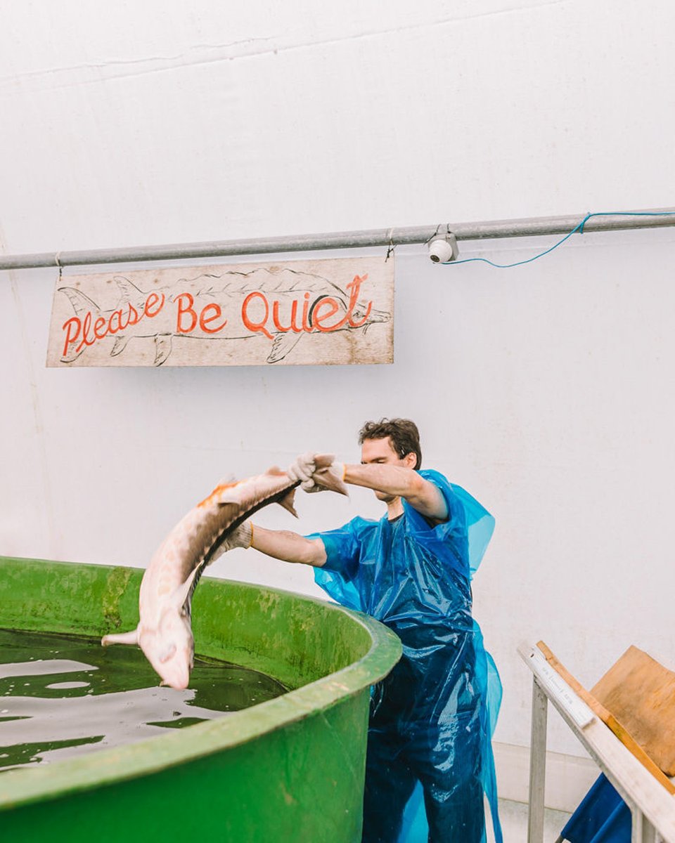 AlimentsNB's tweet image. Nous sommes fiers de vivre dans cette magnifique province, où les eaux sont riches en histoire. Si vous souhaitez vous offrir un luxe local, laissez-vous tenter par l’esturgeon du Nouveau-Brunswick. Achetez local pour de bon! 🌊🐟🎣