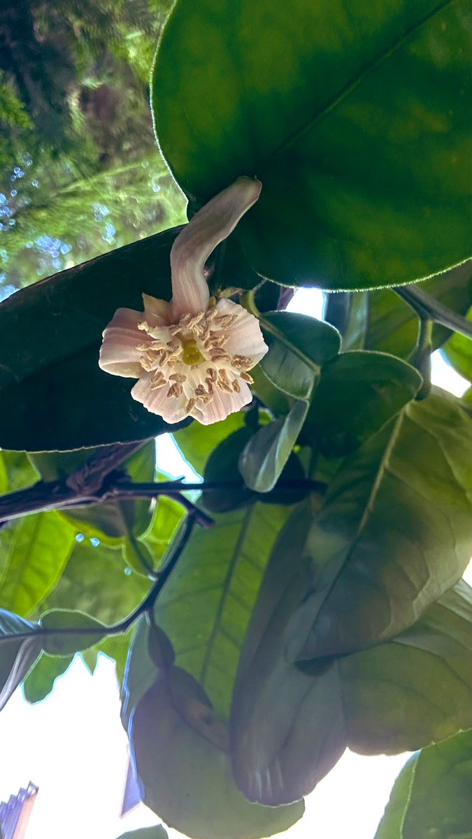 تقول الأسطورة:
حينما قاموا بفحص قلبهِ...فوجئوا  ب بتلات ..عوضًا عن الحجرات …!
لكنني لم اتفاجأ…!

#أساطير_صحرا 
زهر البوملي (السندي)
تصويري