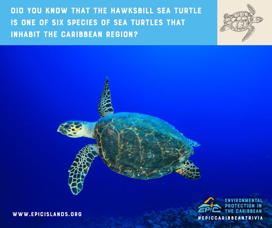 The Hawksbill Sea Turtle is 1 of 6 species found in the Caribbean. 🐢 Vital for reef health, they’re also critically endangered due to habitat loss, pollution &amp; illegal trade. Protecting reefs &amp; nesting beaches is key to their survival. 🌊 

#EPICCaribbeanTrivia #SeaTurtles