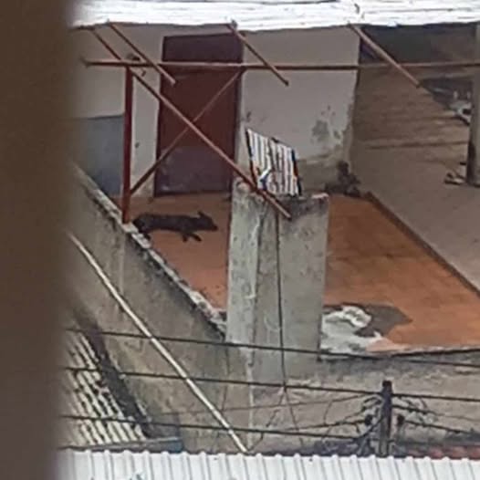 A64029345's tweet photo. por favor ayuda con este caso... Calle 7, los jardines del valle, la casa de piedra. Unos cristianos tienen a 2 pobres criaturas en una azotea pasando hambre, aparte bajo lluvia, bajo sol, y hay un sr que hasta les pega! Por favor ayuden a estas pobres criaturas, Cristanos? https://t.co/JGOwmUEIPn