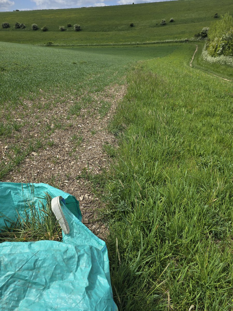 bwcarrfarms's tweet photo. #Farm tidy up continues. Pulling blackgrass! #farming isn't a short-term game. Hydrovane compressor ordered, and every bit of equipment will be blown down before it enters and leaves the fields during #haymaking and combining https://t.co/wawG6jU3Wx