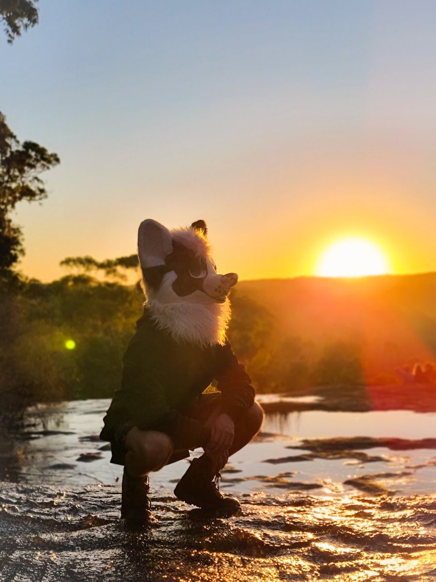 dadogmutt's tweet image. Had a mad time at Paws Outdoors
📸 @DrifterTheWolf @ArcoHusky