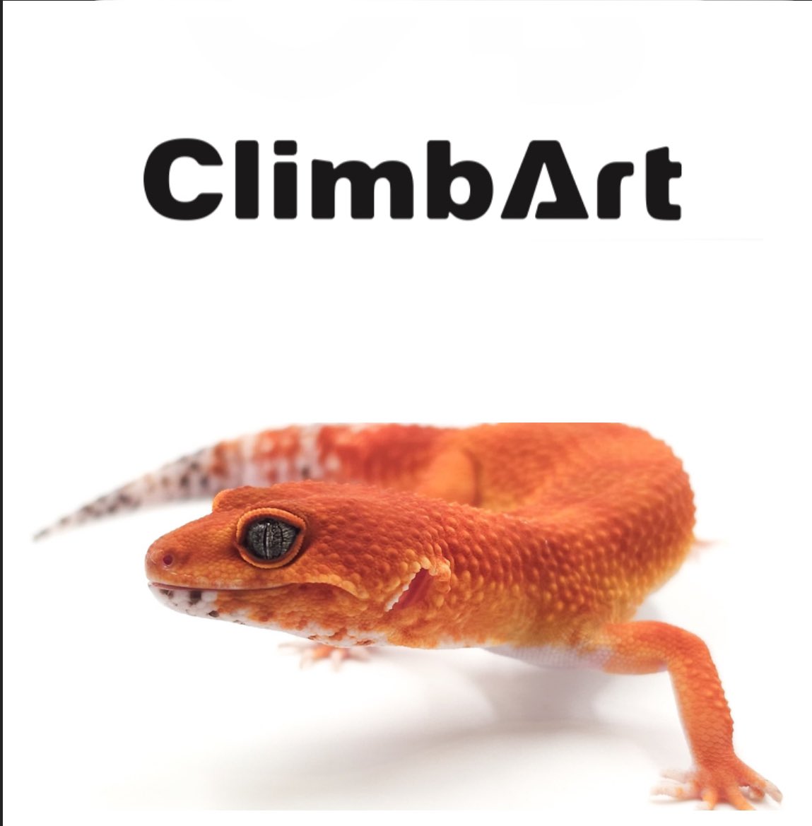 本日はレオパーティーにご来店いただいた皆様、ご購入していただいた皆様、お話をさせていただいた皆様、
ありがとうございました😊

お迎えされた子が、すくすくと育ってくれる事を願います。