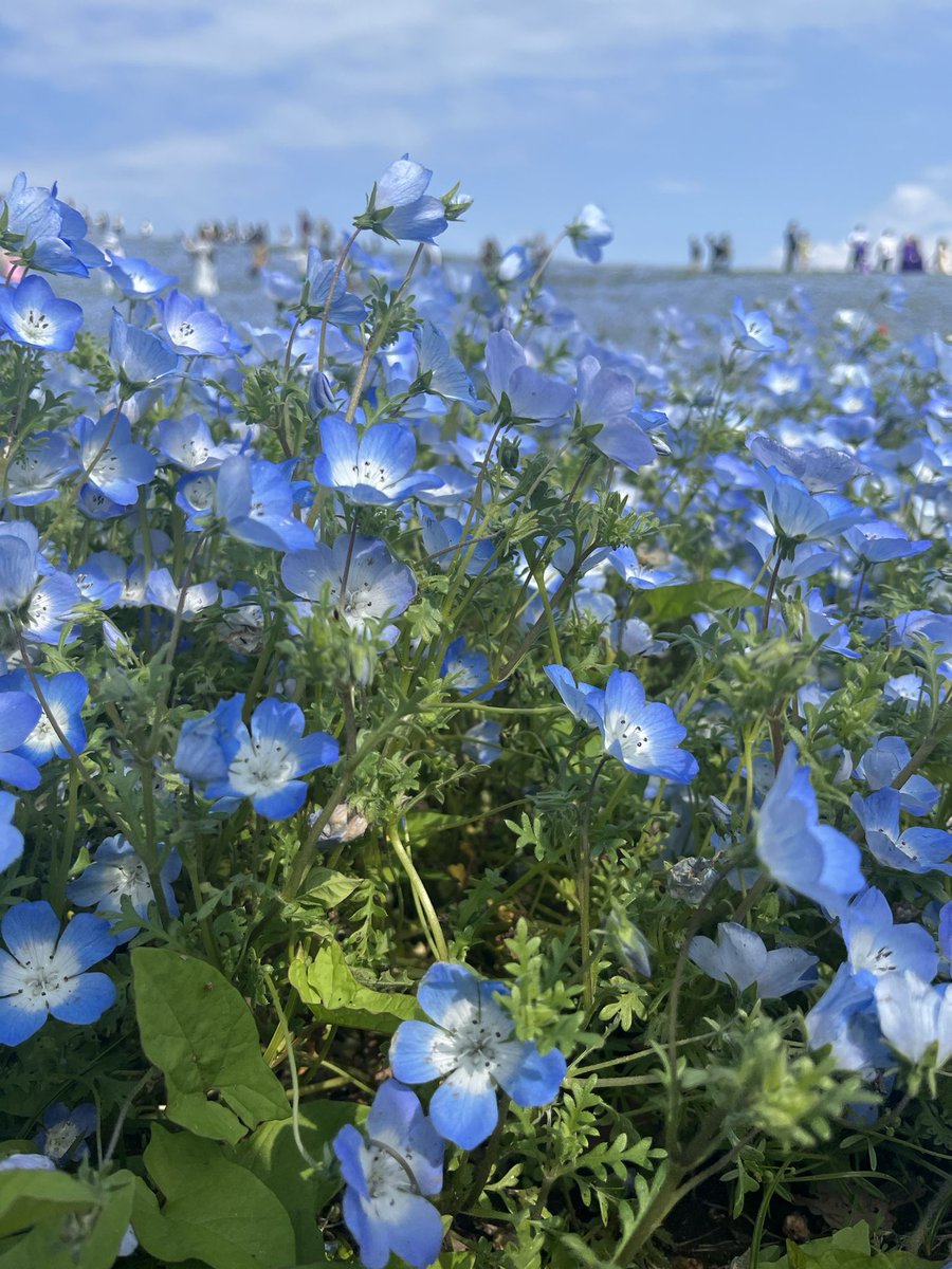 LFT Lore (@lore_ddd) on Twitter photo 綺麗だったー。高速混みすぎや 綺麗だったー。高速混みすぎや