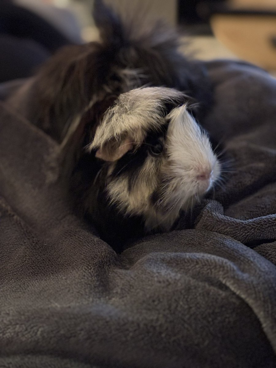 Our gentle Zeebra is going at the vet in emergency 😱 she’s really not well. She was like “throwing up” (we know it’s not possible for them…) and rejecting brown liquid trough the nose 😭😱