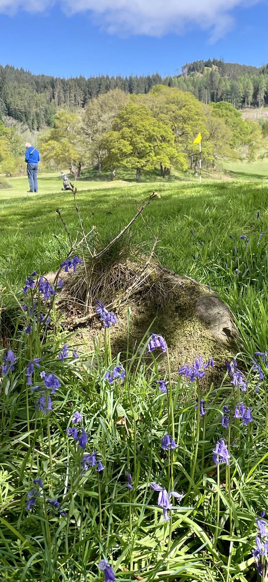 William Paterson (@wypaterson) on Twitter photo Anyone for some more <a href="/AberfoyleGC/">Aberfoyle Golf Club</a> in full bloom pics? 🙋♂️ Glorious in the Sunday Sun this morning. Anyone for some more <a href="/AberfoyleGC/">Aberfoyle Golf Club</a> in full bloom pics? 🙋♂️ Glorious in the Sunday Sun this morning.