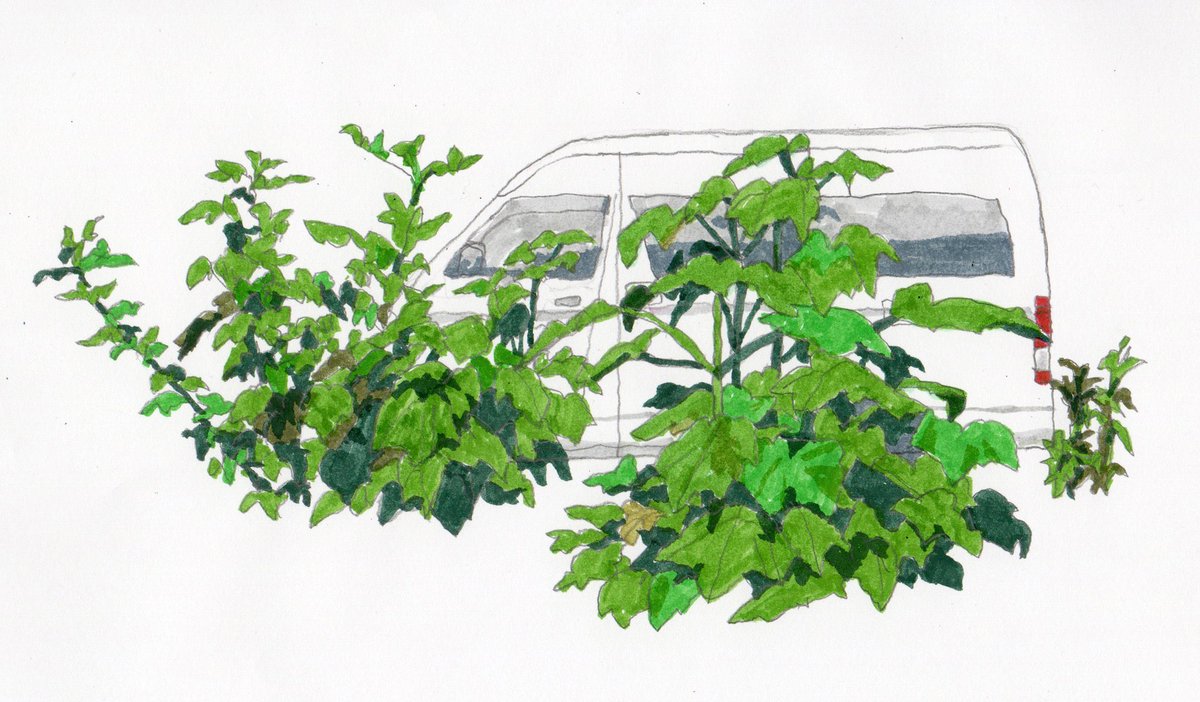 #みどりの日なので緑色の画像を貼る