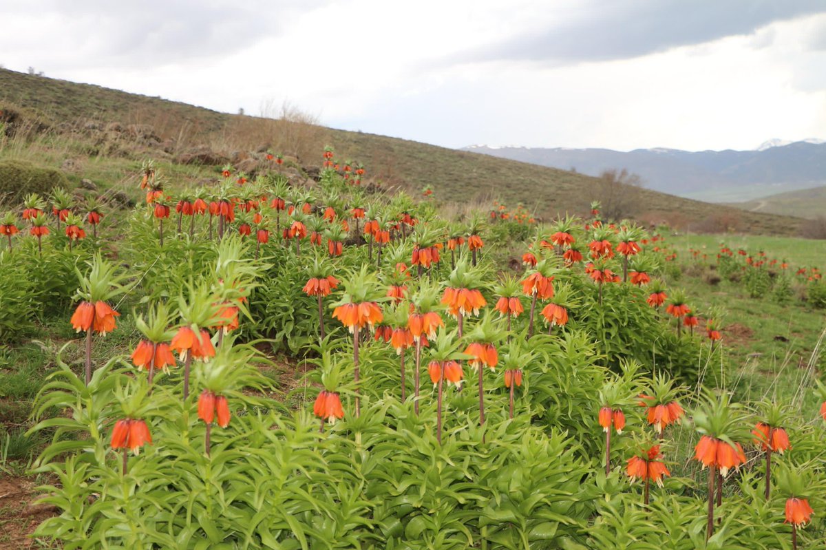 “Fritillaria İmperialis” diğer adıyla “Ağlayan Gelin” olarakta bilinen en eski süs bitkisi TERS LALE Anadolu coğrafyasına ait endemik bir tür olup koruma altındadır. 2025 yılında koparmanın cezası 577.000 TL.dir.

Soğuk iklim ve yüksek yerlerde görülür. Ömrü 15-20 gündür. En çok