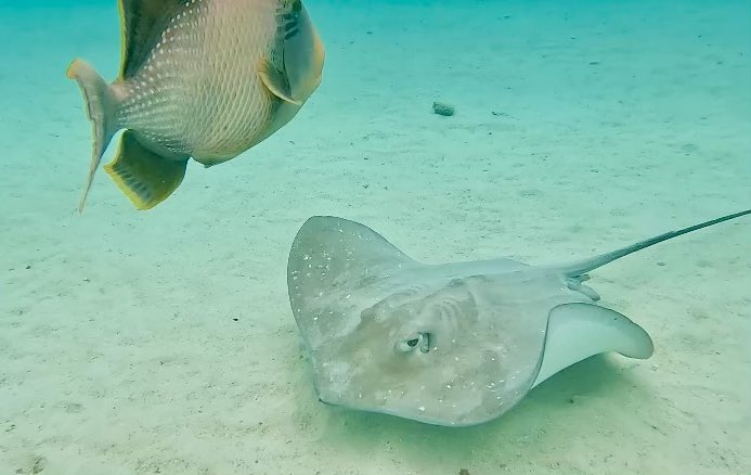 KirstyDuncanPhD's tweet image. Before the next chemo.
Back to discovery.
Back to exploration.
Finding joy, diving with sharks and stingrays on the reef.