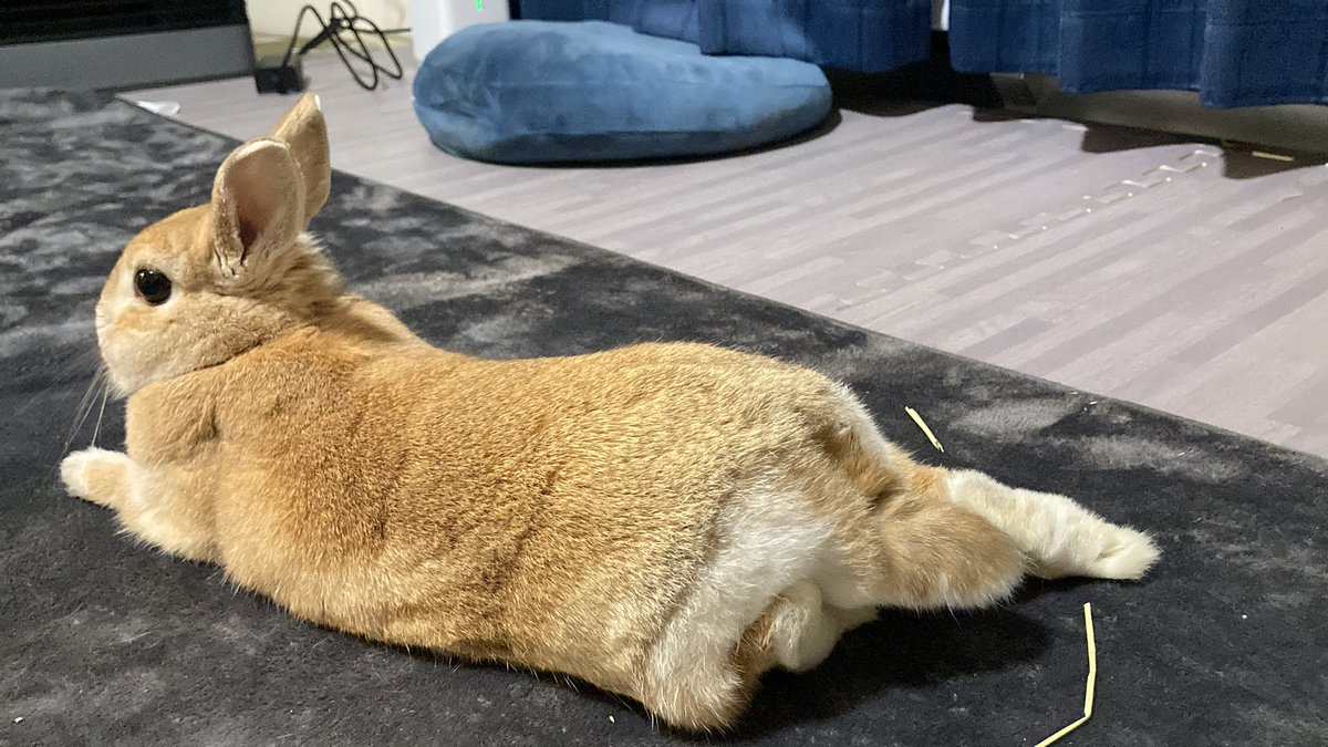 左後ろ足だけ収容するｳｻﾁｬﾝ