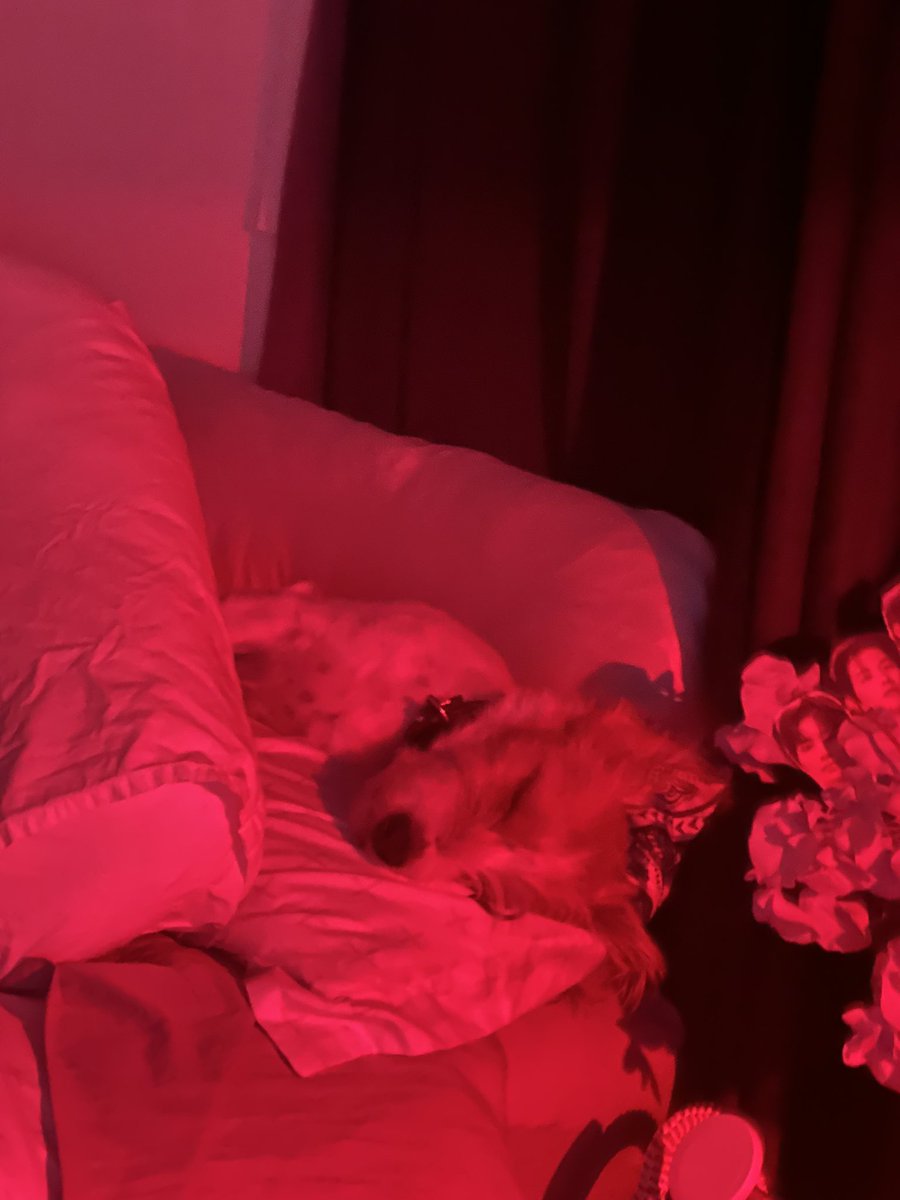 BibblesAVT tweet media