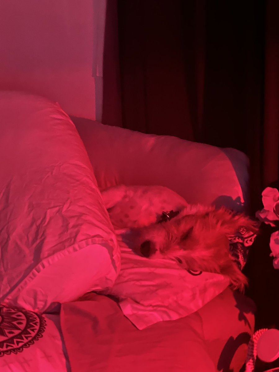 BibblesAVT tweet media