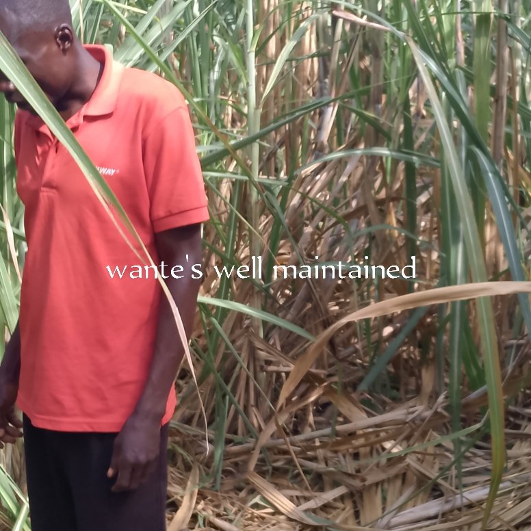 Cooperators and direct beneficiaries of farm aid 100% financed by <a href="/BuseddeSugar/">Busedde Sugarcane Growers Cooperative Society🇺🇬</a> crop to be harvested in July to September 2025 50 acres