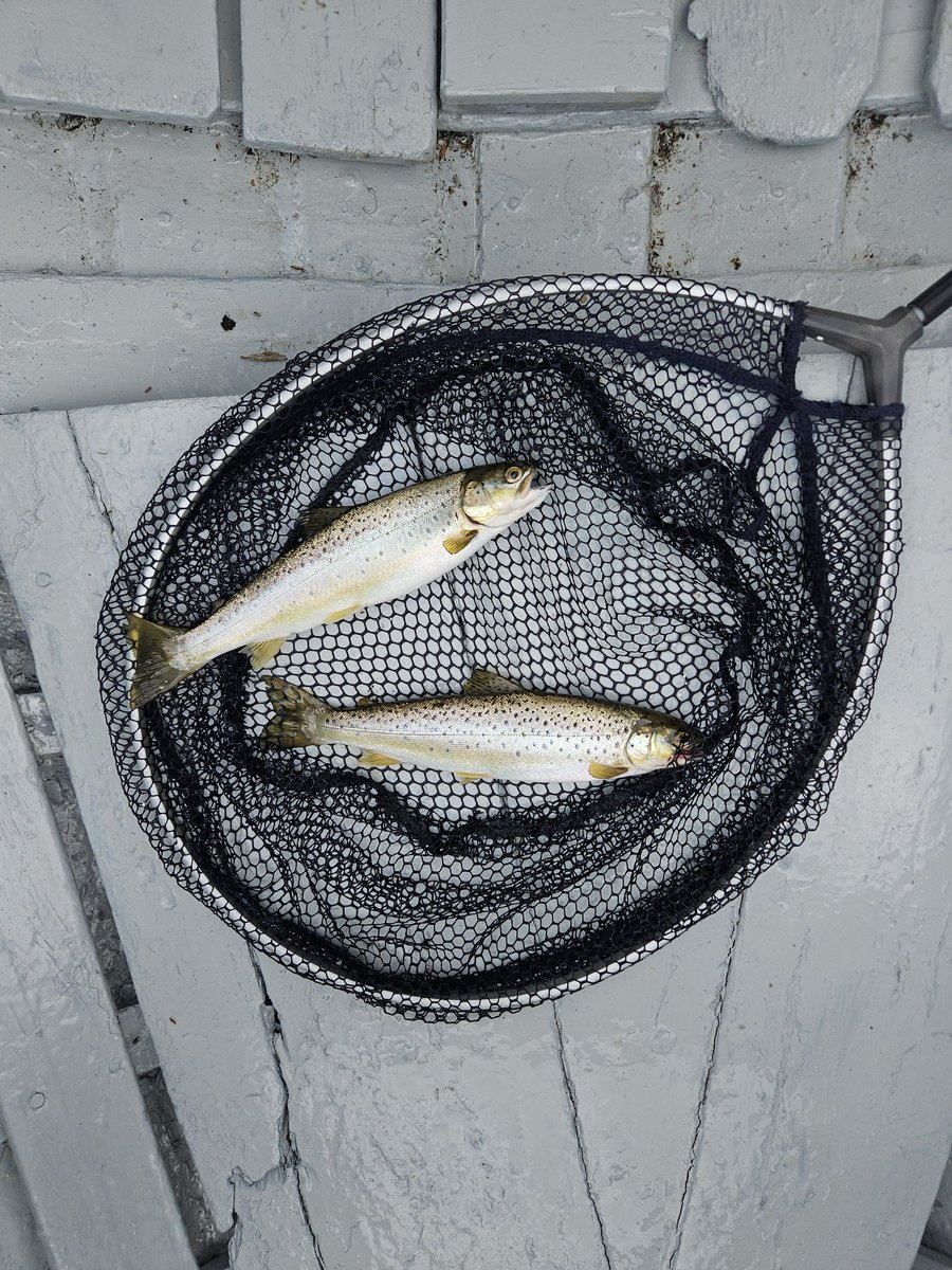 LevenStevens tweet media