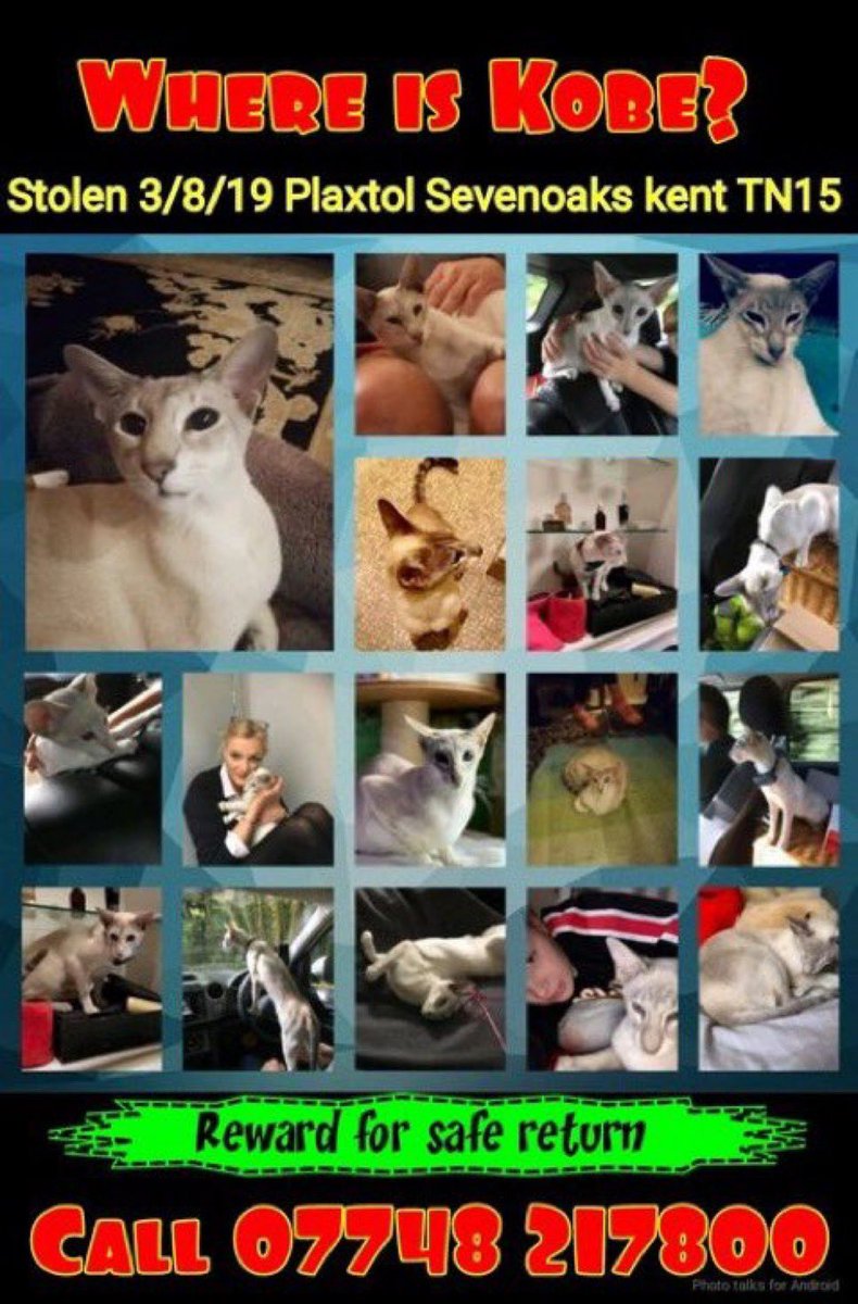 Nutmeg's Crew🌻🇺🇦 (@catgirl321) on Twitter photo PLEASE keep looking out for KOBE <a href="/FindKobe/">Find Missing Kobe TN15</a> who was #STOLEN on AUGUST 3 2019 from #Sevenoaks #Kent #TN15
Kobe’s heartbroken, adoring Mum refuses to give up #HOPE and will NEVER, EVER stop searching for him❤️🙏🏻
PLEASE RT/ SHARE WIDELY✔️
#HELP #cats #LOST #MISSING #REWARD #FindKobe PLEASE keep looking out for KOBE <a href="/FindKobe/">Find Missing Kobe TN15</a> who was #STOLEN on AUGUST 3 2019 from #Sevenoaks #Kent #TN15
Kobe’s heartbroken, adoring Mum refuses to give up #HOPE and will NEVER, EVER stop searching for him❤️🙏🏻
PLEASE RT/ SHARE WIDELY✔️
#HELP #cats #LOST #MISSING #REWARD #FindKobe