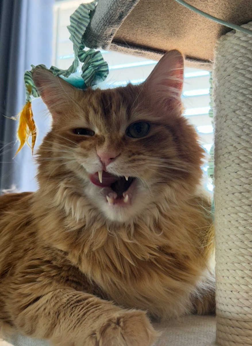 AJamesMcCarthy's tweet image. Greggs looking at these poll results rn