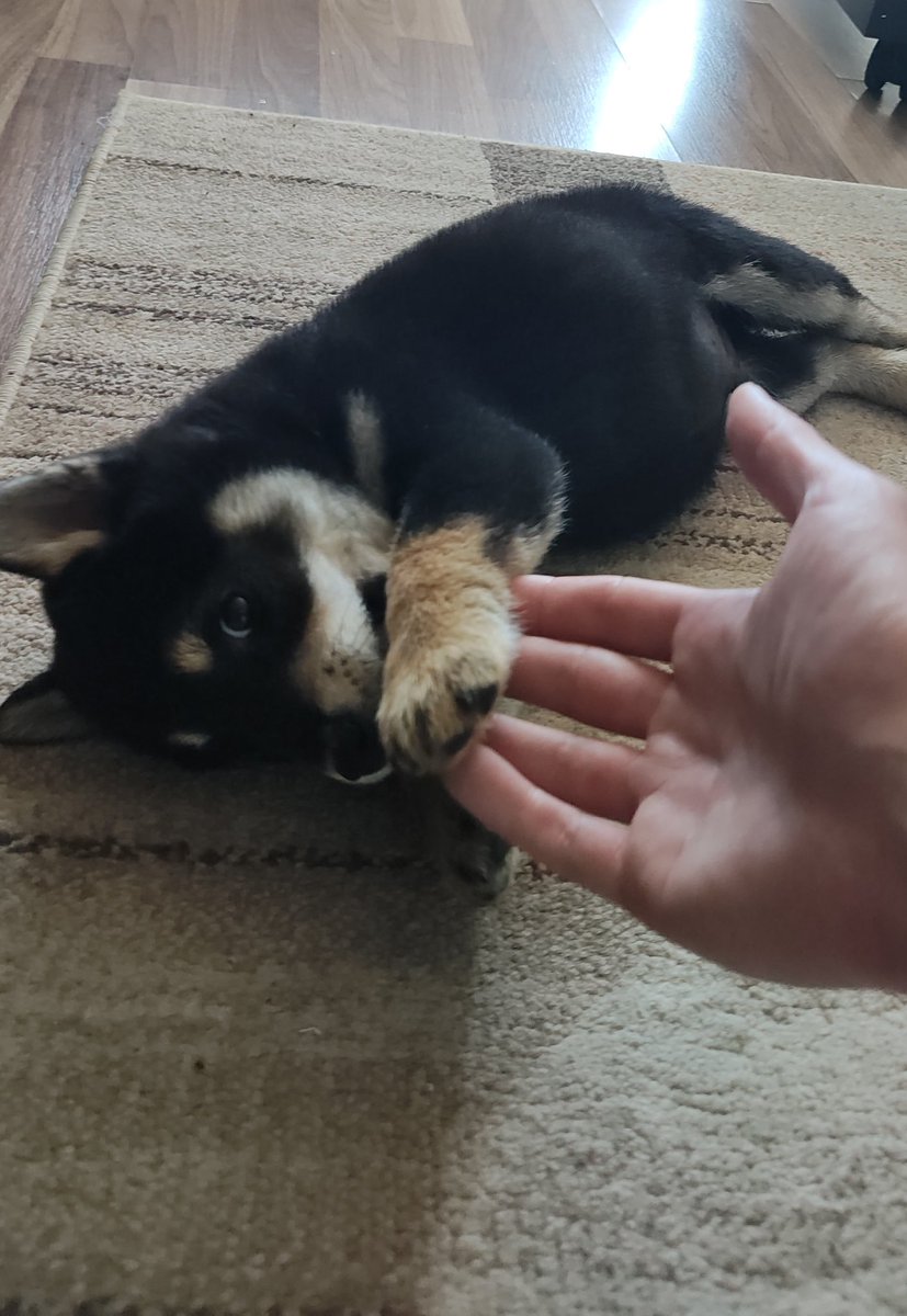 urataps's tweet image. I bought a memecoin today