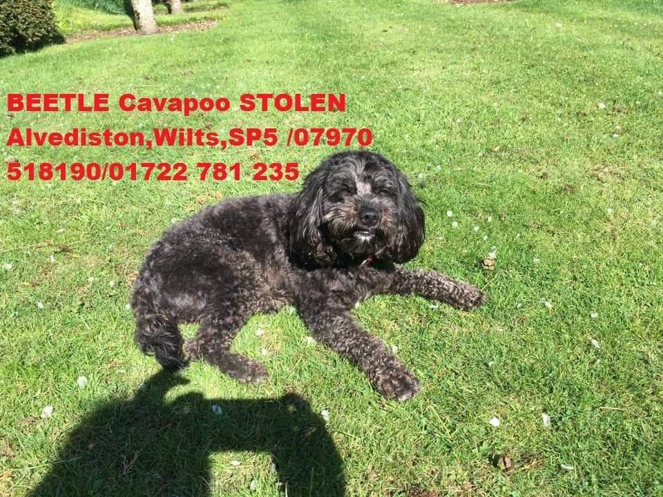 MissingPetsGB's tweet photo. BEETLE is so loved. She was stolen 4 years ago. She is still hugely missed by her family. We are not giving up on our search for her. #findbeetle Why has she not been scanned? Picked up? Reported? Where IS Beetle Please let us know
Stolen #Alvediston #Wiltshire #uk #stolendoghour https://t.co/NERM0vhIji