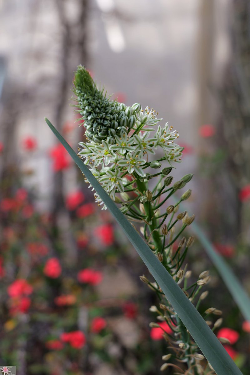 The palm house in the relaxing #Botanical_Garden - #Botanisk Have #Palmehuset - #Botanische_tuin #Botanische_Garten #Giardino_botanico #Jardín_Botánico #Jardin_botanique /(3/3)