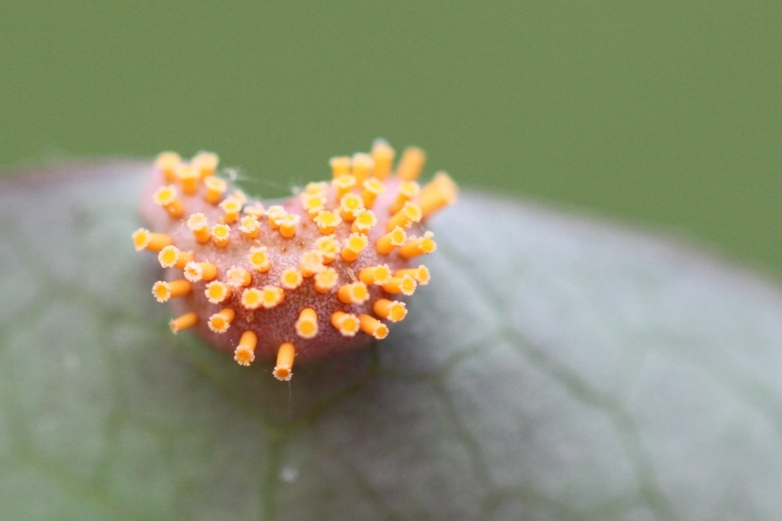 Ripe aecia of #Puccinia graminis found in the #barberry hedge near my house, as every year — could this be a promising sign for the 2024 survey week starting tomorrow around #Dijon, #Burgundy? 🤗