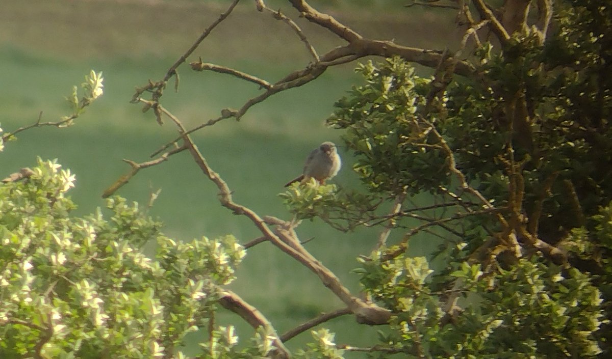 Paper Automaton (@snowboundsheep) on Twitter photo #phonescoped shot of the Red Footed Falcon at #bastonfen earlier this afternoon #lincolnshire <a href="/Lincsbirding/">Lincsbirding</a> <a href="/lincsbirders/">Lincsbirders.org</a> <a href="/lwr32/">AliceS</a> #phonescoped shot of the Red Footed Falcon at #bastonfen earlier this afternoon #lincolnshire <a href="/Lincsbirding/">Lincsbirding</a> <a href="/lincsbirders/">Lincsbirders.org</a> <a href="/lwr32/">AliceS</a>