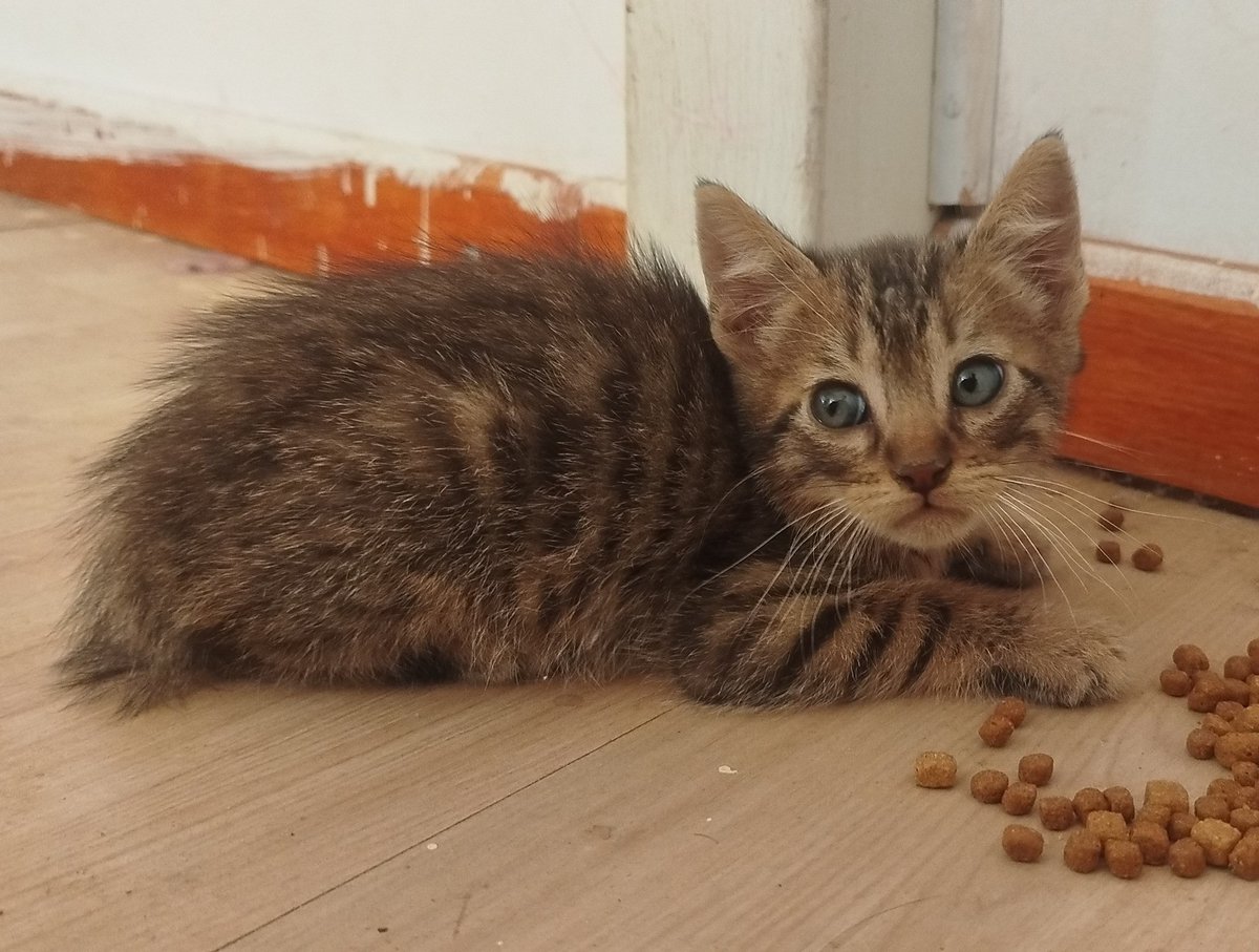 "Entrego en adopción a este bebé. Se nota que nunca recibió amor pues trato de acariciarlo, no se deja pero una vez que logro hacerlo no para de buscarme. No quiero que vuelva a la calle. Si deseas darle un hogar lleno de amor, comunícate al +56920420661." Favor RT!
#VinaDelMar