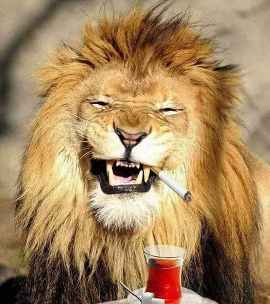 😂😂😂😂😂😂😂😂😂