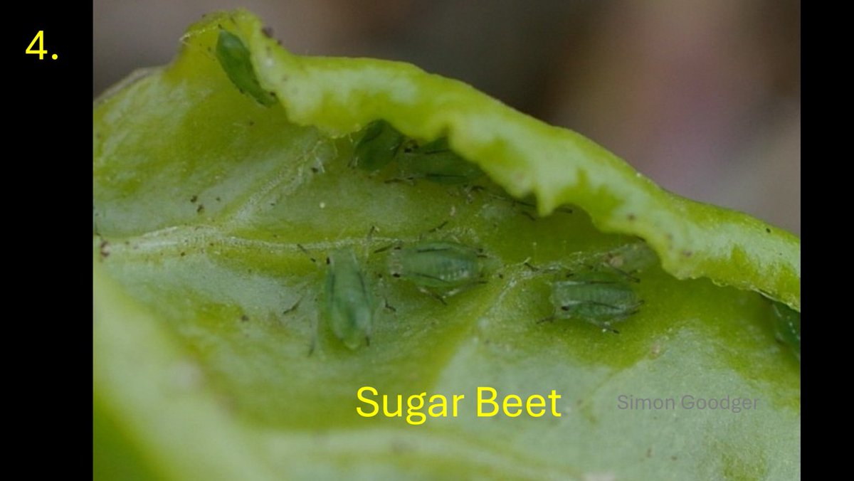 Simon Goodger (@goodgersimon) on Twitter photo Thanks to everyone taking part in this week’s identification quiz. The answer is that images 3 and 4 show the Peach-potato Aphid. Image 1 is the Potato Aphid and image 2 the Willow-carrot Aphid. Congratulations to the 30.9% getting it right.
<a href="/JadePrinceAg/">Jade Prince</a> <a href="/BarleyPlanet/">BarleyPlanet</a> Thanks to everyone taking part in this week’s identification quiz. The answer is that images 3 and 4 show the Peach-potato Aphid. Image 1 is the Potato Aphid and image 2 the Willow-carrot Aphid. Congratulations to the 30.9% getting it right.
<a href="/JadePrinceAg/">Jade Prince</a> <a href="/BarleyPlanet/">BarleyPlanet</a>
