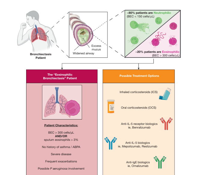 🔬 Not all bronchiectasis patients are the same.

👩‍⚕️ Around 20% show an eosinophilic phenotype (BEC &gt; 300 cells/μL), which may guide treatment decisions.

💊 Options? Corticosteroids, anti-IL-5, anti-IgE…

🧬 Phenotyping matters!

#Bronchiectasis #Pulmonology #Eosinophils