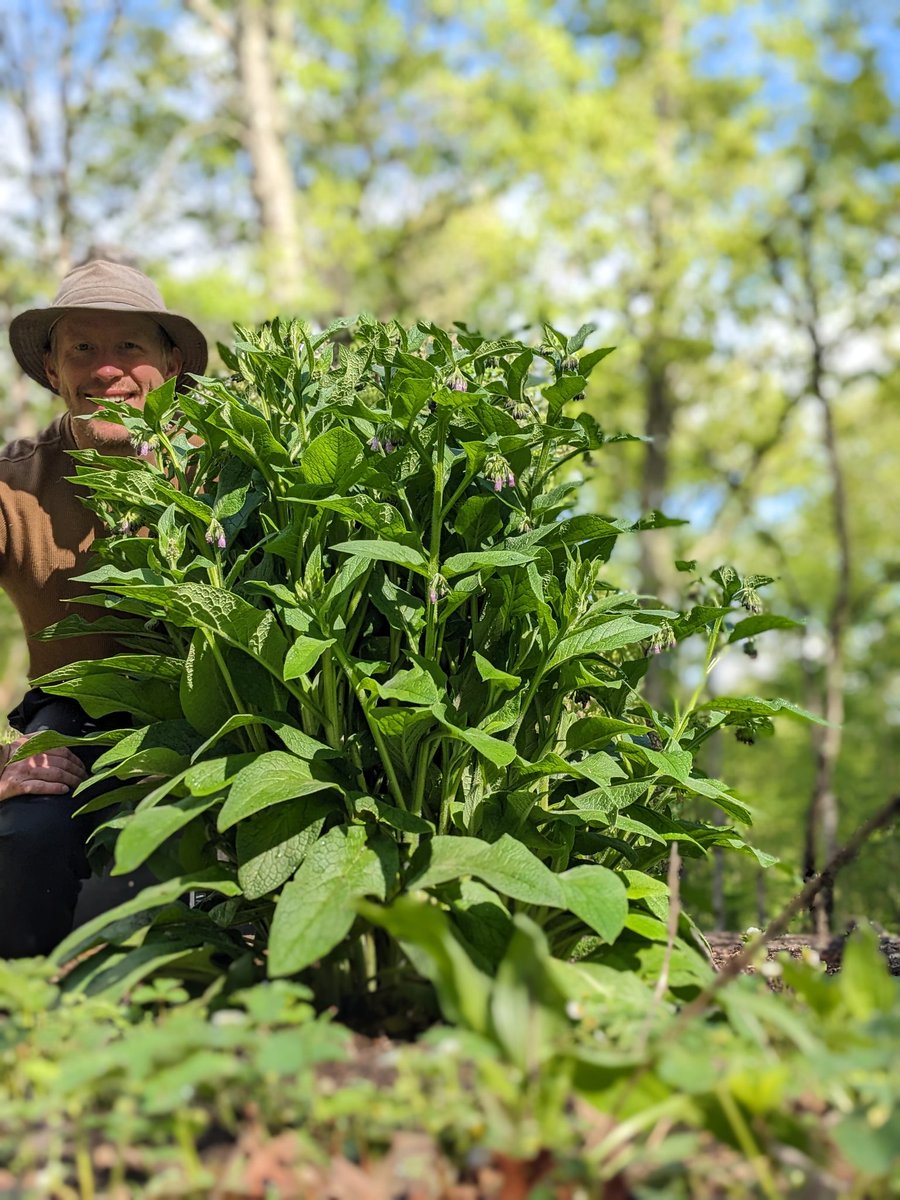 StrandFarm's tweet photo. Comfrey is a BIG deal at Strand Farm.

#bocking4 https://t.co/mLaYNeeMZM