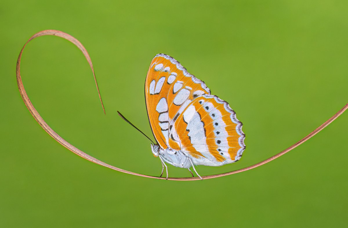 ai_anime_image's tweet photo. 🦋 Wow, look at this stunning Athyma perius butterfly! Did you know this beauty is also called the Common Sergeant? Its vibrant orange and white wings are a true masterpiece of nature. 🌿✨ #NatureLovers #ButterflyMagic https://t.co/ZiQhuVmlda