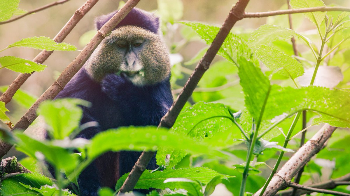 The Golden Monkey is an #oldworld #monkey living in #volcanic #jungles of #Congo #Uganda #Rwanda. Human demand for #timber #palmoil has made them endangered. To help them, #Boycott4Wildlife the supermarket brands causing #deforestation palmoildetectives.com/2021/07/03/gol… via @palmoildetect