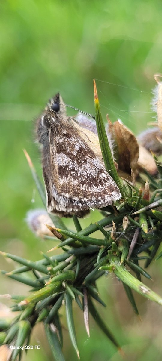Week 5 of the Irish Butterfly Monitoring Scheme- lovely to see Dingy Skipper on the wing now. Plenty of Speckled Wood and Green-veined White counted today. Weather has been kind to our butterflies so far this season
#butterflies #monitoring