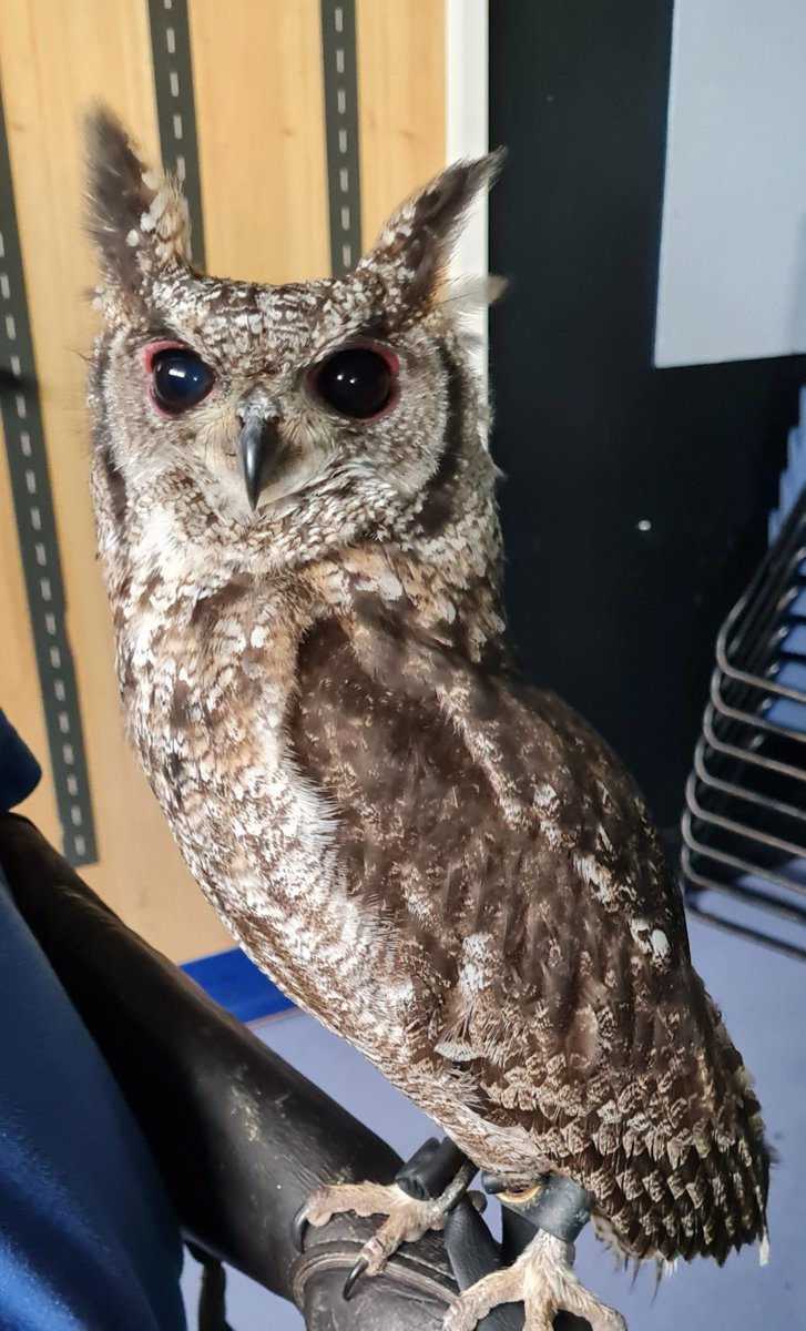 Northgate Library (@ngatelibrary) on Twitter photo Did I mention the owls <a href="/NgateDereham/">Northgate High School</a> Battle of Hogwarts Night?  <a href="/norfolkowls/">Norfolkowls</a> Did I mention the owls <a href="/NgateDereham/">Northgate High School</a> Battle of Hogwarts Night?  <a href="/norfolkowls/">Norfolkowls</a>
