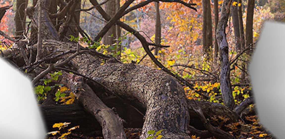 ClicheRecolor's tweet image. he said i needed to touch grass so he threw me outside