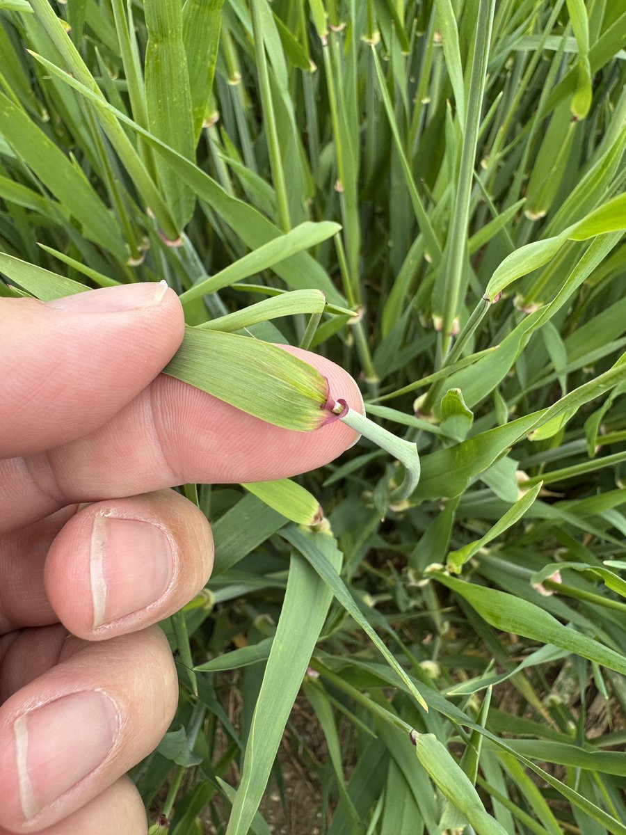 Awns appearing on Nov drilled spring barley 🌾