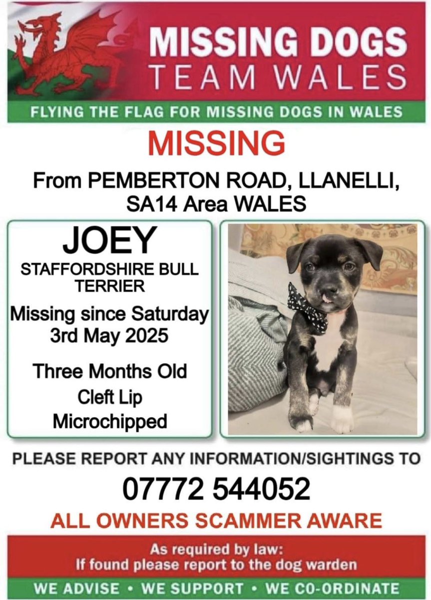 ‼️URGENT SHARES / SIGHTINGS NEEDED 
JOEY ONLY 3MONTHS OLD ‼️

#JOEY IS #MISSING FROM #PEMBERTONROAD #LLANELLI SA14 #WALES 
SINCE SATURDAY 3RD MAY 

🔻#STAFFORDSHIREBULLTERRIER 
🔻HAS A CLEFT LIP 
🔻MICROCHIPPED 
Please call the Number ASAP if seen or any information ⬇️