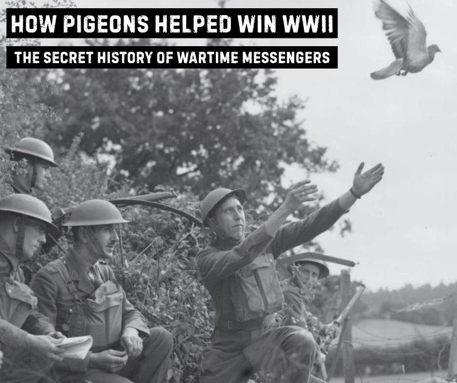 Wartime spies with feathers?
Uncover the secret role of pigeons in WWII on Curious Britain.🎧 Listen now and discover how these feathered heroes helped bring about victory:
spoti.fi/4krSPy2
apple.co/3DIYMWM

#VEDay #WW2