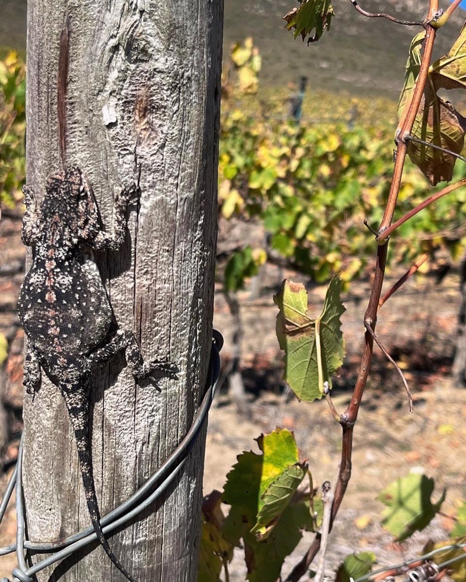 Our little friend is making the most of the sunny days left ☀️🍂

 #SAwine #kleinriver #autumnleaves #vineyardlife