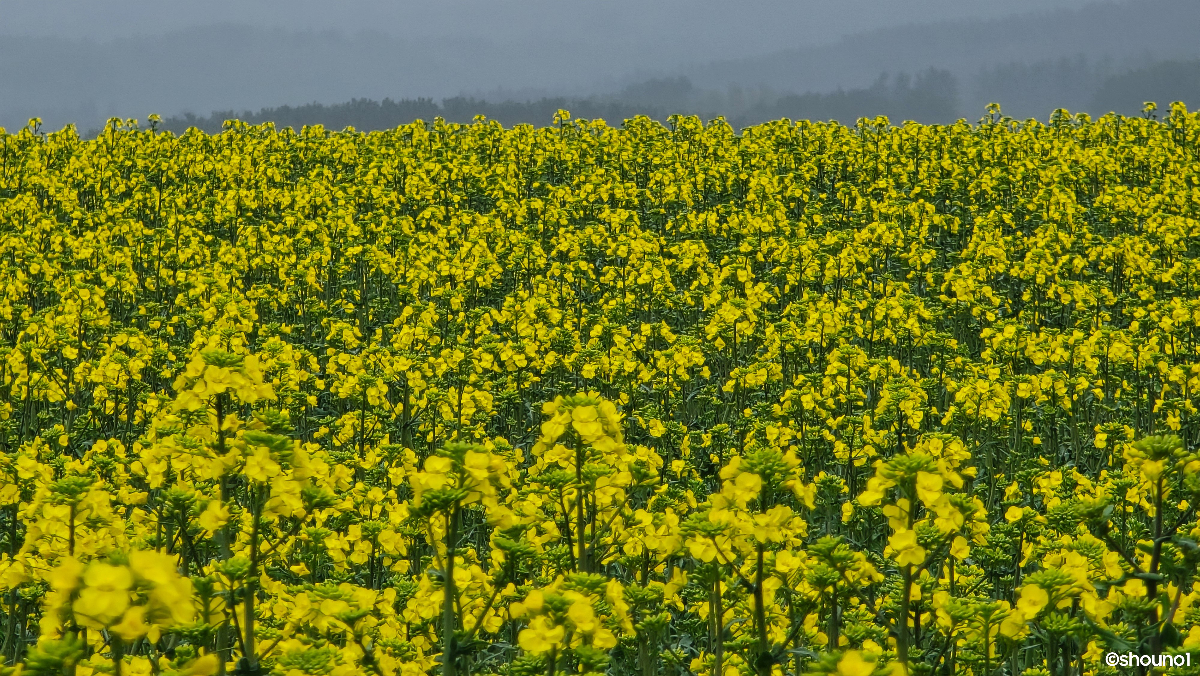 Nゲージ 菜の花畑を走るチビロコ 菜の花畑、パルーズの丘陵地帯 | GANREF