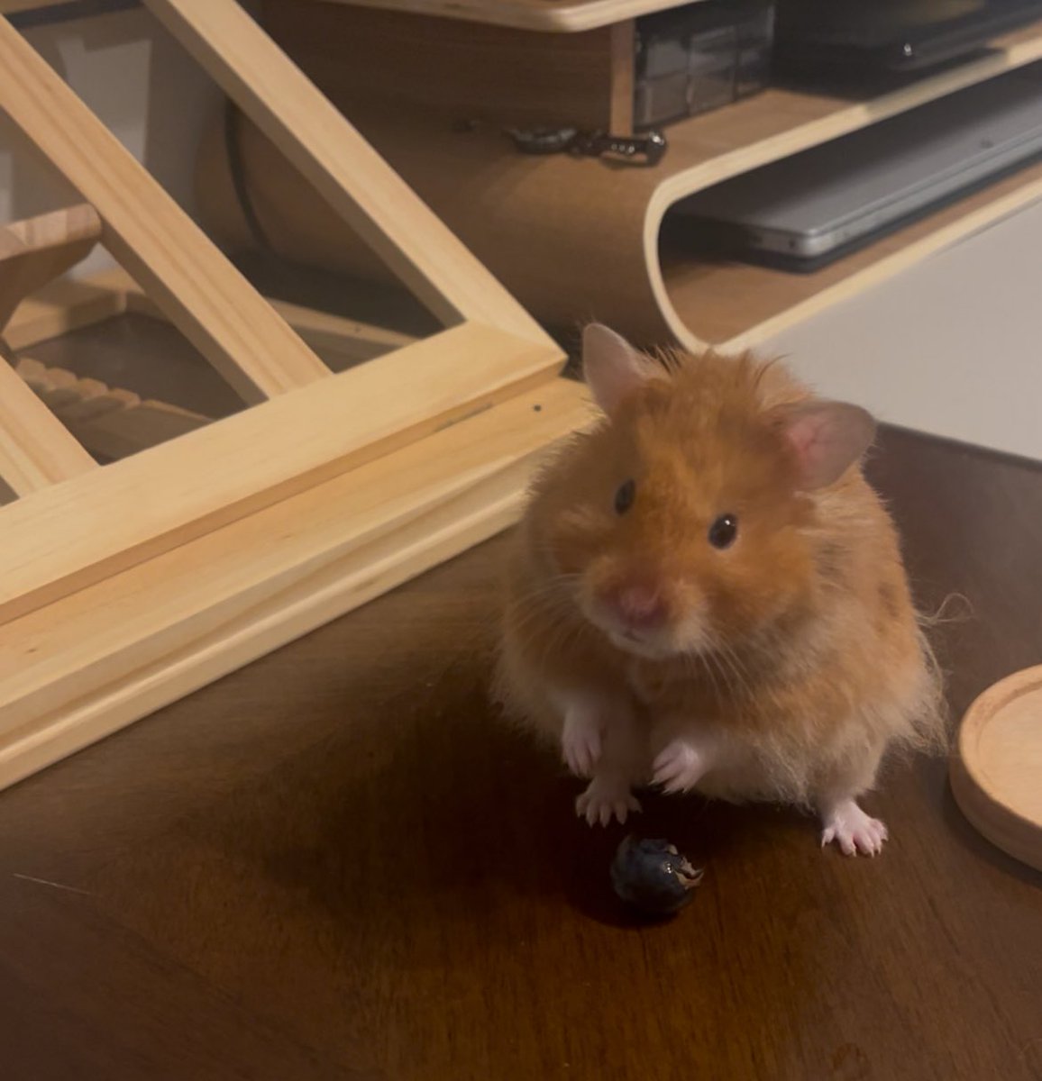 hamsterdotcom_'s tweet image. Baby Puck blueberry arc!!!